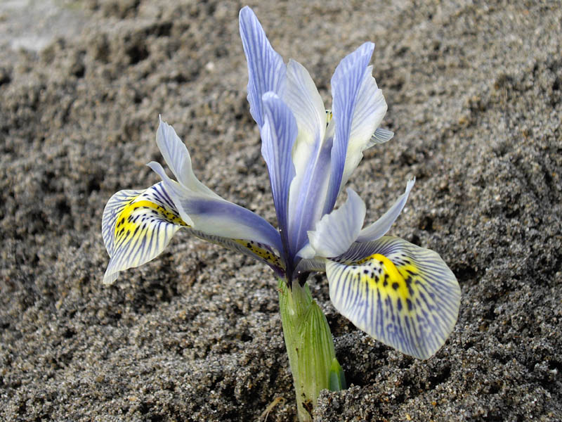 Iris histrioides 'Katharine Hodgkin' photo